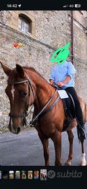Cavalla