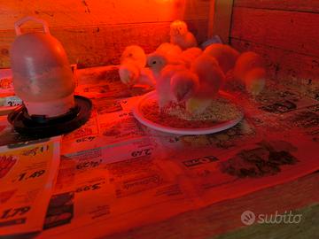 Araucana color frumento