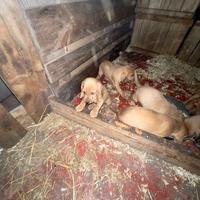 Cuccioli segugi italiani