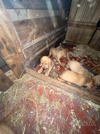 Cuccioli segugi italiani