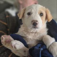 Cucciolo taglia media