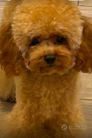 Barboncino toy maschio -8 mesi, Pedigree Enci