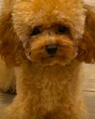 Barboncino toy maschio -8 mesi, Pedigree Enci