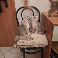 Scottish Fold