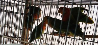 Inseparabili