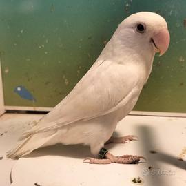 inseparabile albina femmina agapornis pappagalli