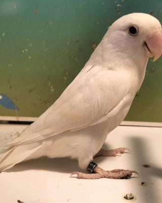 inseparabile albina femmina agapornis pappagalli