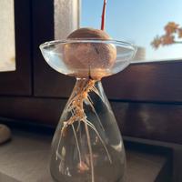 Pianta di Avocado giovane