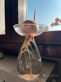 Pianta di Avocado giovane