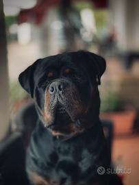 Rottweiler puro