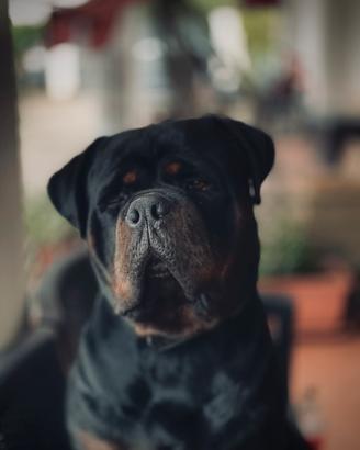 Rottweiler puro