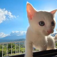 Rarissimi Cuccioli Russian White Eleganti e Unici