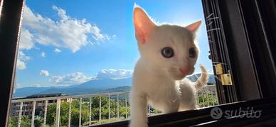 Rarissimi Cuccioli Russian White Eleganti e Unici