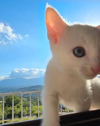 Rarissimi Cuccioli Russian White Eleganti e Unici