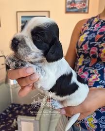 Cuccioli di cocker inglese