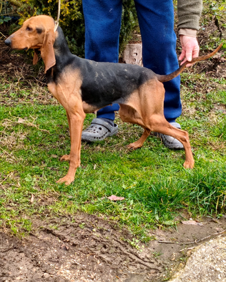 Vendita segugio italiano3924645323