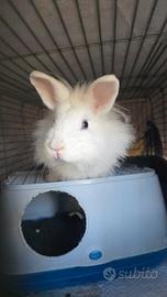 Coniglio taglia piccola con gabbia