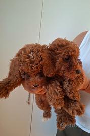 ? Disponibili 3 cuccioli maschi di Barboncino Toy