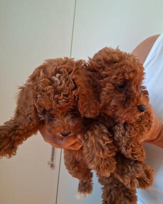 ? Disponibili 3 cuccioli maschi di Barboncino Toy