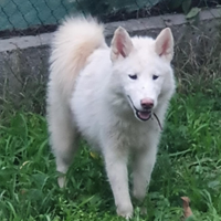 Alaskan Malamute cuccioli bianchi