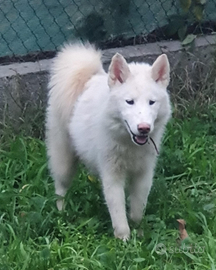 Alaskan Malamute cuccioli bianchi