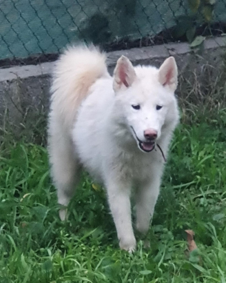 Alaskan Malamute cuccioli bianchi