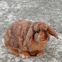 Coppia ariete di 1 anno