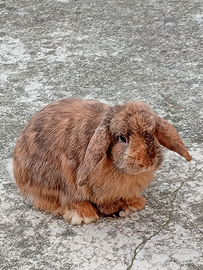 Coppia ariete di 1 anno