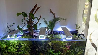 Acquario