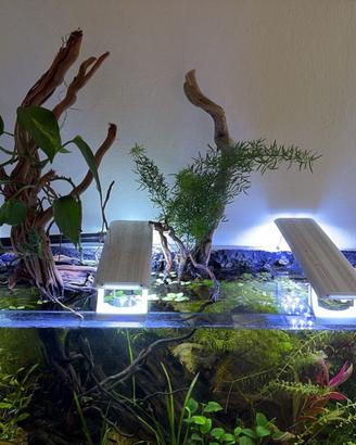 Acquario