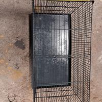 Gabia papagali ucelini