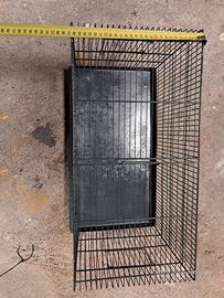 Gabia papagali ucelini