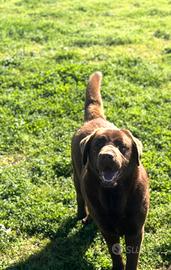 Labrador cioccolato con pedigree