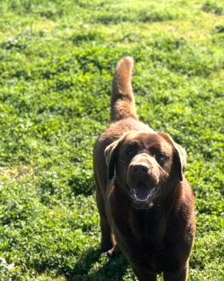 Labrador cioccolato con pedigree