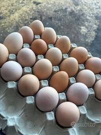 Uova galline allevate all'aperto