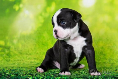 American bully