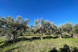 TER. RESIDENZIALE A SAN PIETRO IN GUARANO