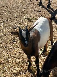 Capra tibetana