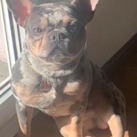 Bulldog Francese da monta , Merle Esotico
