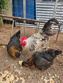 Gallo