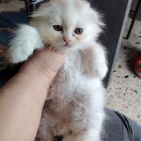 Scottish fold bianca