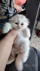 Scottish fold bianca