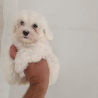 Cuccioli di maltese mini