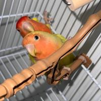 Coppia di inseparabili