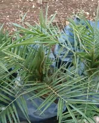 palme