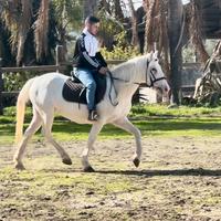 Cavalli doppia pony appaloosa femmina