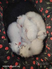 Siberiani cuccioli
