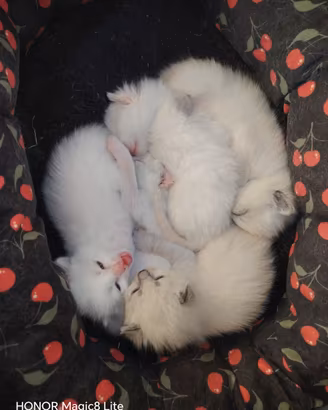 Siberiani cuccioli
