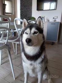 Siberian Husky in Affidamento