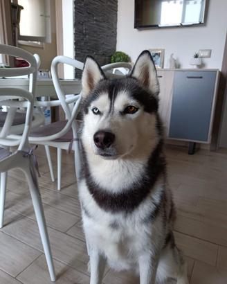 Siberian Husky in Affidamento